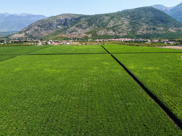 Vinograd Vinograd, snimak dronom. Vinova loza raste u polju. Hercegovina.
