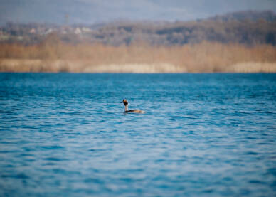 Kormoran Kormoran u akciji na jezeru Modrac