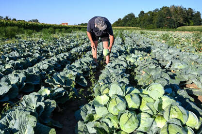 Farmer bere kupus u polju Farmer bere kupus u polju. Berba svježeg kupusa.