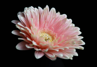 Cvijet gerbera Cvijet gerbera roze boje !