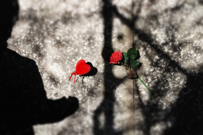 Crvena ruža sa katancem, bačena na pod. Nasilje nad ženama. 

Fotografija besplatna za ilustrovanje medijskih sadržaja o nasilju, svako drugo korištenje je zabranjeno.

Autorka: Svjetlana Panić