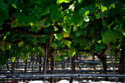 Grapes hang from the vine, ripens. shallow DOF.JPG Grožđe visi sa loze, sazreva, plitki DOF