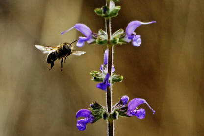 Pčela oprašuje cvijet Salvia pratensis. Pčela koja skuplja nektar s cvijeta.