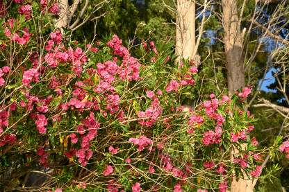 Oleander Oleander. Ružičasti cvjetovi oleandra. Grm oleandra uz more.