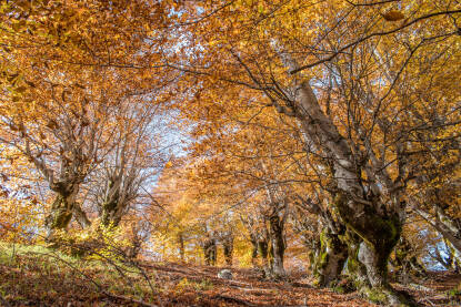 Forest with leaves on the trees in the rays of the sun Sunčana šuma sa jesenskim lišćem