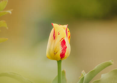 Tulipani Cvijece tulipani,Holandski tulipani.