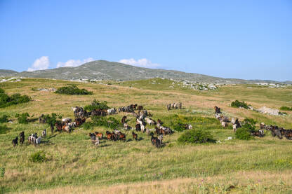 Divlji konji na planini Cincar Krdo divljih konja u prirodi. Grupa konja kod Livna, Bosna i Hercegovina.
