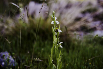 Endemska orhideja iz roda kokica ili pčelica (Ophrys) Endemska orhideja iz roda kokica ili pčelica (Ophrys)