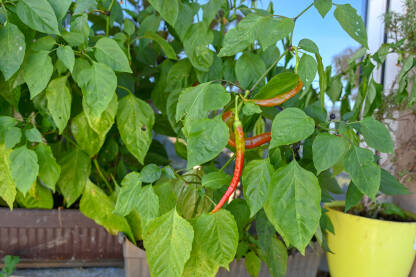 Ljute papričice koje sazrevaju u saksiji na balkonskoj bašti. Urbane bašte na balkonima.