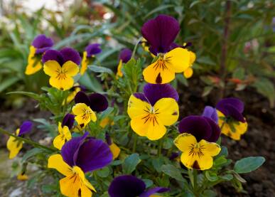 Maćuhice Maćuhica (lat. Viola tricolor) su čest ukras naših vrtova.