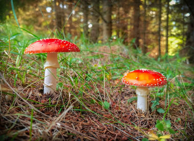 Muhara Muhara (Amanita muscaria) ,jedna od najpoznatijih i najljepših gljiva, fotografisana na Grmeču.