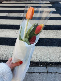 Tulipani u Sarajevu