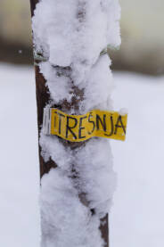 Sadnica trešnje Sadnica trešnje pod snijegom.