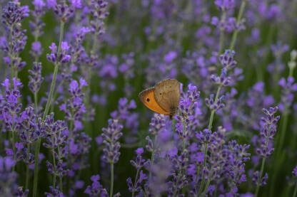 Lavanda Leptir na lavandi