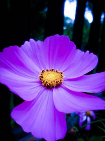 Cvijet Close-up slika cvijeta uresnice. Cosmos bipinnatus.