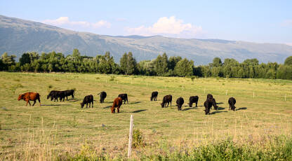 Krave pasu travu na polju. Farma. Krave pasu travu na polju. Farma. Crne krave pasu na livadi. Krave na pašnjaku. Aberdeen Angusa.