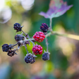 divlja malina kupina