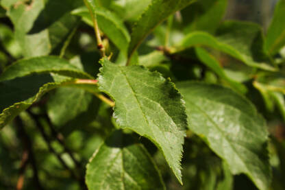 Vegetacija u proljeće. Lišće na grani.