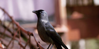 Vrana na ogradi.