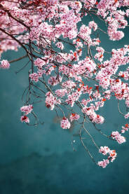 Cvijet japanske trešnje sa tirkiznom pozadinom.