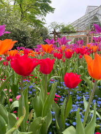 Tulipani raznih boja Tulipani u botaničkom vrtu