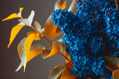 Jorgovan plave boje.