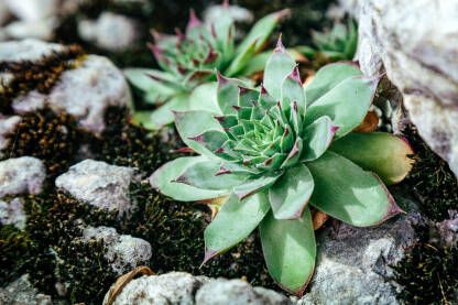 Čuvarkuća (Sempervivum tectorum) Čuvarkuća je višegodišnja biljka iz porodice Crassulaceae. Uzgaja se uglavnom kao ukrasna biljka, a ima i ljekovito djelovanje