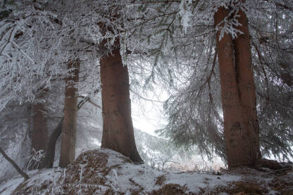Stabla prekrivena mrazom i injem
