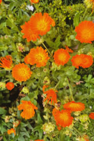 Neven (Calendula officinalis). Cvijetovi nevena u prirodnom stanjištu