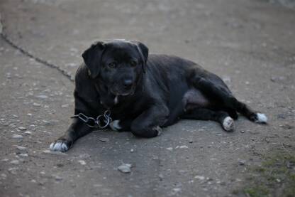 Crni pas vezan lancem Crni labrador lezi na zemlji vezan lancem, ima pogled kao da je glavni, pas crne boje sa belim sarama