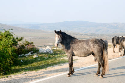 Livanjski divlji konji u prirodi.