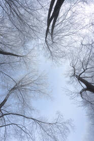 Smrznute grane visokih stabala