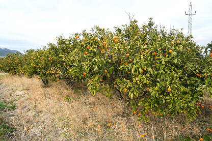 Mandarine na grani u voćnjaku Mandarine rastu na grani u voćnjaku. Zrele mandarine na drvetu spremne za berbu. Svježe, sočno i organsko voće. Plantaža mandarina. Proizvodnja hrane.