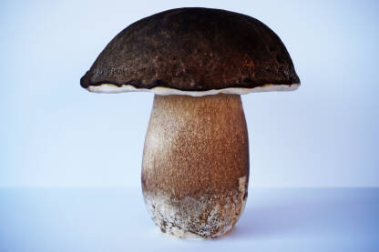 Svježe ubrana gljiva. Vrganj, jestiva gljiva, izolovan na neutralnoj pozadini.