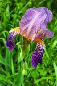 Cvijet Iris Germanika Ljubičasti cvijet Iris Germanika. Ljubičasti cvijeće, perunika koja cvjeta u proljeće.