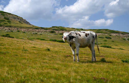 Krava muče na planini. Krava pase travu na planinskoj visoravni. Ispaša krava.