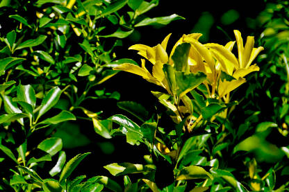 Zlatni euonymus je kompaktan, zimzeleni grm sa zelenim i zlatno šarenim lišćem. Ukrasna biljka.