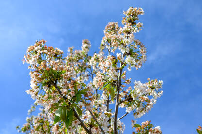 Stablo višnje u cvatu u voćnjaku. Bijeli cvjetovi višnje. Stablo višnje u cvatu u voćnjaku. Prunus cerasus. Krupni plan behara na drvetu u proljeće. Behar.