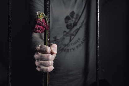 Muškarac iza rešetaka, drži crvenu ružu. Nasilnik u zatvoru. 

Fotografija besplatna za ilustrovanje medijskih sadržaja o nasilju, svako drugo korištenje je zabranjeno.

Autor: Amel Uzunović