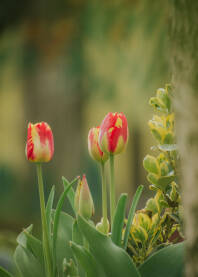 Tulipani Cvijece tulipani,Holandski tulipani.