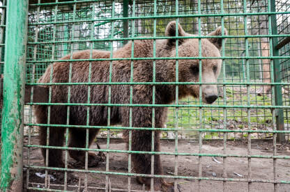 Medvjed zarobljen iza rešetaka Medvjed zarobljen iza rešetaka. Medo u zoološkom vrtu. Okrutnost prema životinjama.