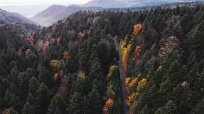 Planina Kozara Šumski put iz vazduha.