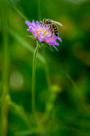 Bee on violet flower Pčela na ljubičastom cvijetu