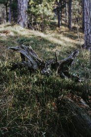 Stablo u šumi, Konjuh