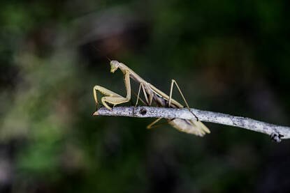 Bogomoljka Bogomoljke (latinski: Mantodea) su red velikih grabežljivih kukaca podrazreda krilaša koji prednji par nogu drže uzdignute na način koji podsjeća na sklopljene ruke pri molitvi, pa su po tome nazvani.