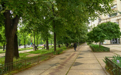 Gradsko zelenilo. Ulice u glavnom gradu Rumunije. Urbano zelenilo. Drveće na ulici.