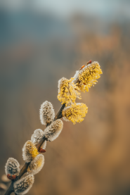 Cvat proljećnog drveta.