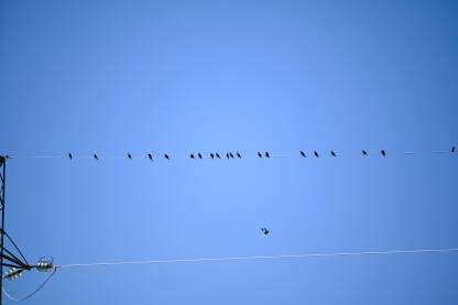 Jato ptica na žici. Čvorci. Grupa ptica na dalekovodnim žicama. Ptica čvorak.