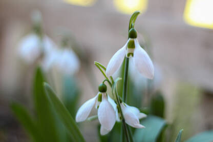 Visibaba Visibaba kao prvi vjesnik proljeća. Galanthus