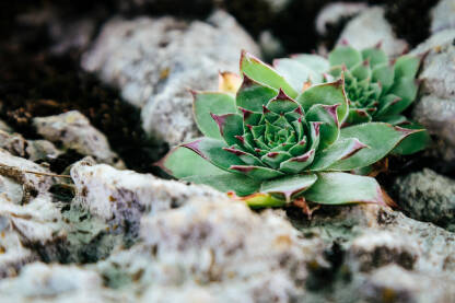 Čuvarkuća (Sempervivum tectorum) Čuvarkuća je višegodišnja biljka iz porodice Crassulaceae. Uzgaja se uglavnom kao ukrasna biljka, a ima i ljekovito djelovanje